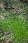 Bome-like sedge